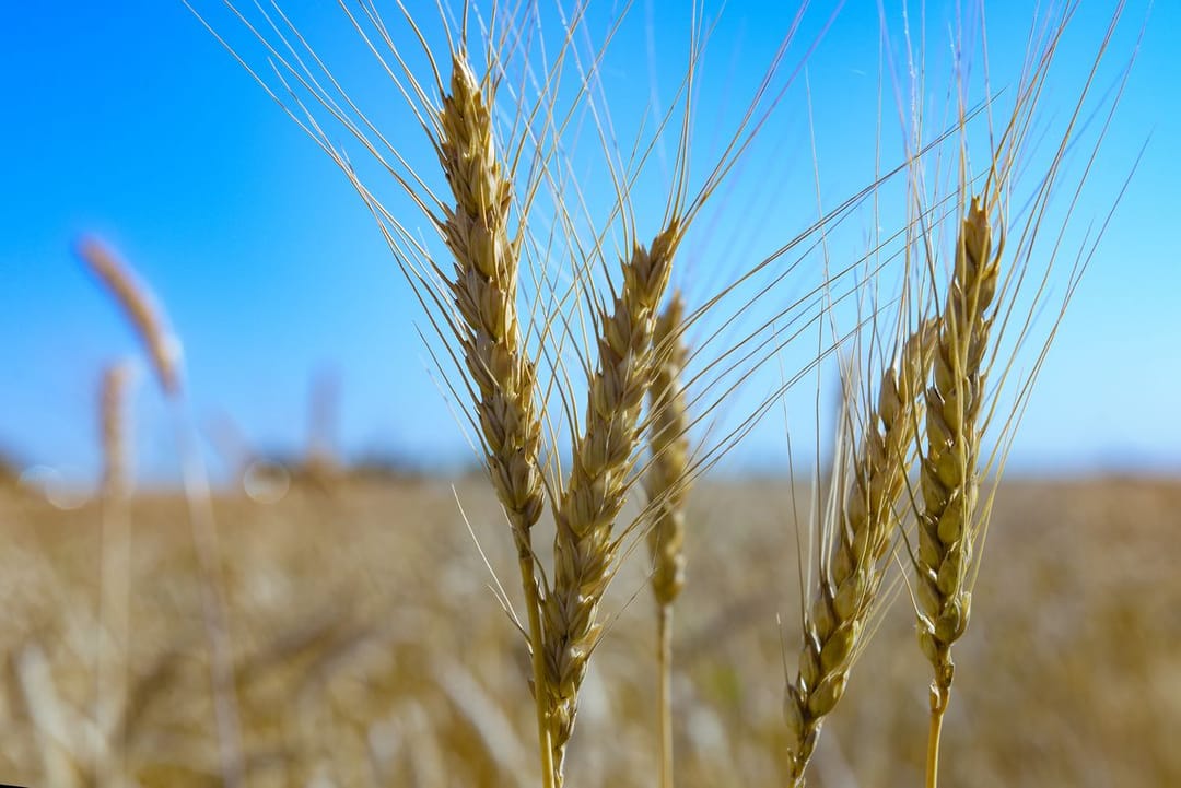 Президент Туркменистана дал названия новым сортам пшеницы