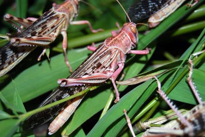 Аграрии Казахстана начинают плановую борьбу с саранчой