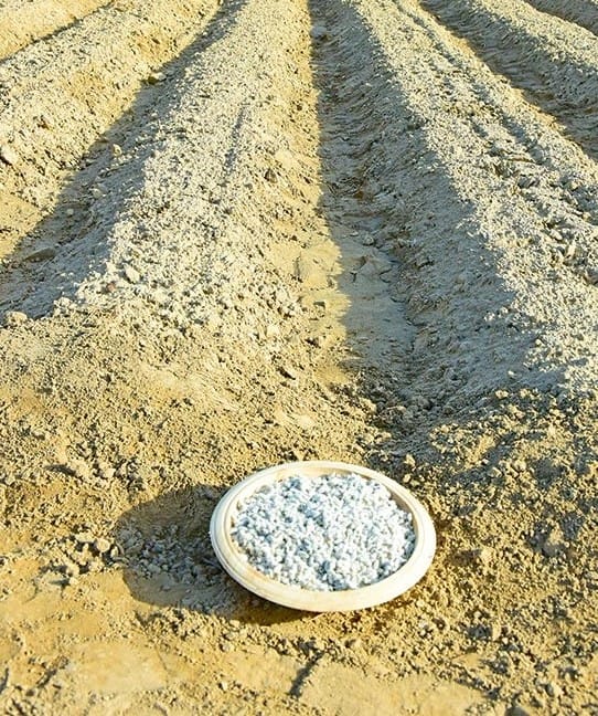 Туркменские ученые вывели новый сорт хлопчатника