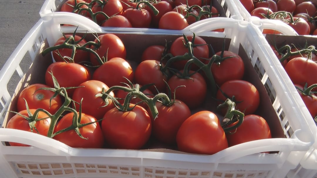 В Кыргызстане менее чем за неделю раскупили туркменские овощи