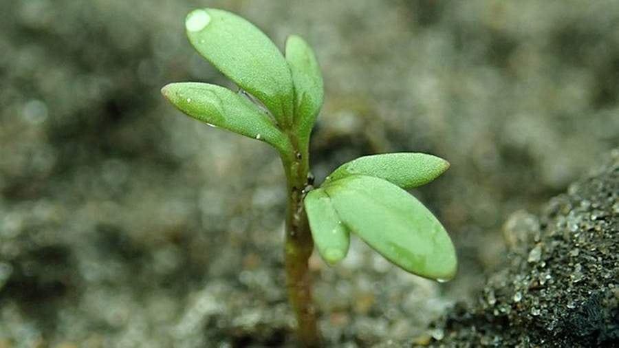 Alymlar Aýyň topragynda ösümlik ösdürip ýetişdirdiler