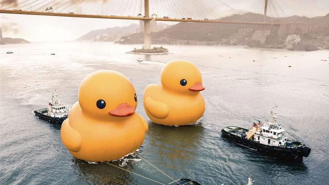 Надувные утки-гиганты завершают свое кругосветное путешествие