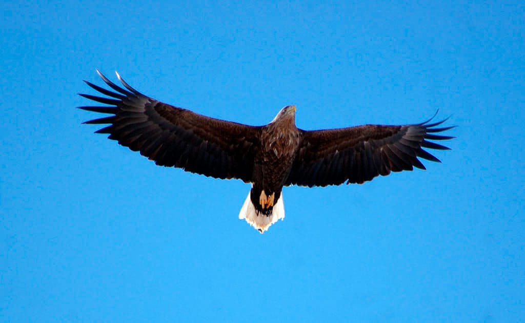 На севере Туркменистана осваивают новые места для зимовки орланы-белохвосты 