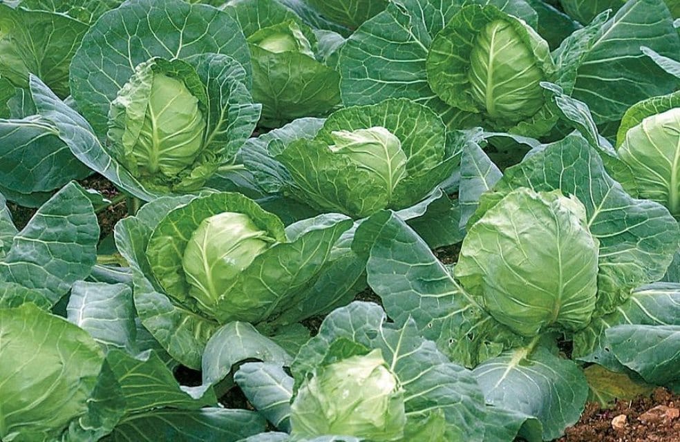 Lebap farmer harvested 36 tons of cabbage
