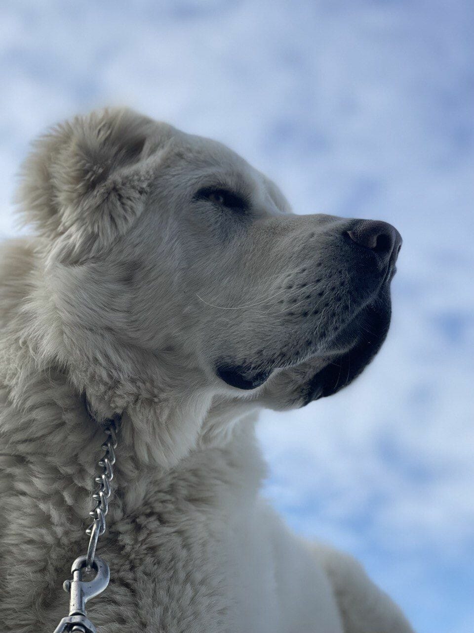 Tatarystanyň Prezidenti telegram sahypasynda türkmen alabaýynyň suratyny paýlaşdy
