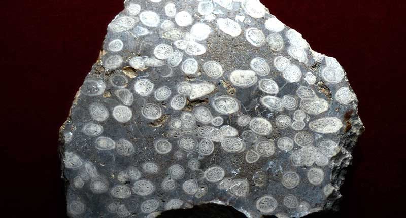 Новый экспонат пополнил геологическую коллекцию Государственного музея Туркменистана