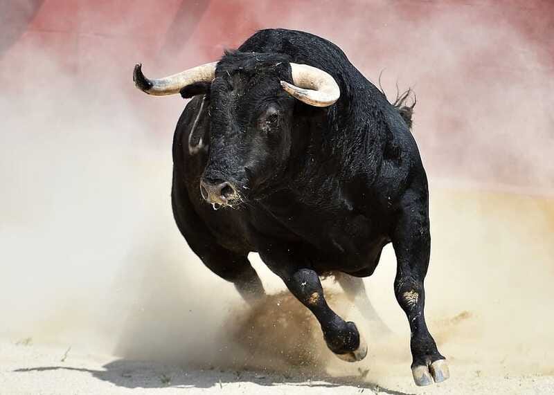 Ispaniýada 570 kilogramlyk öküz germewi ýykyp, tomaşaçylary ýaralady