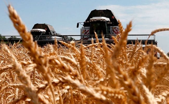 Russiýada hasyl ýygymy dowam edýär