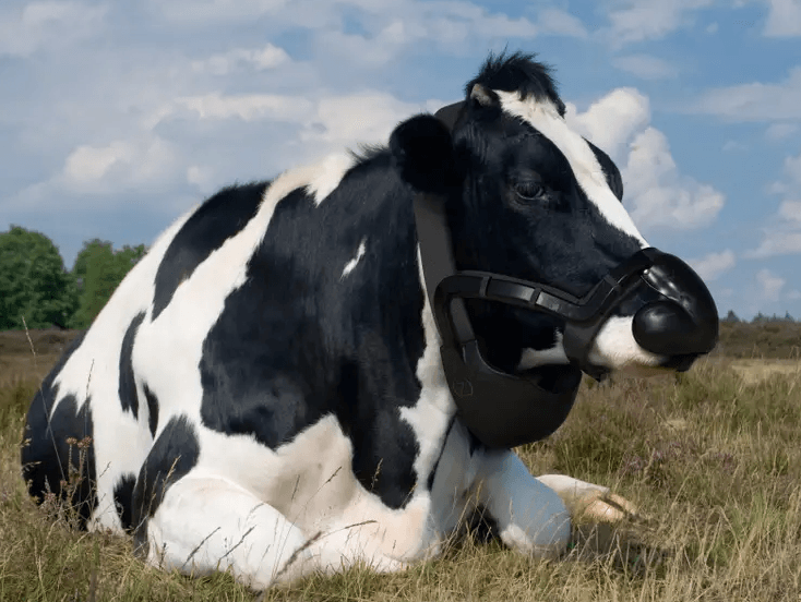 Masks for cows created in England