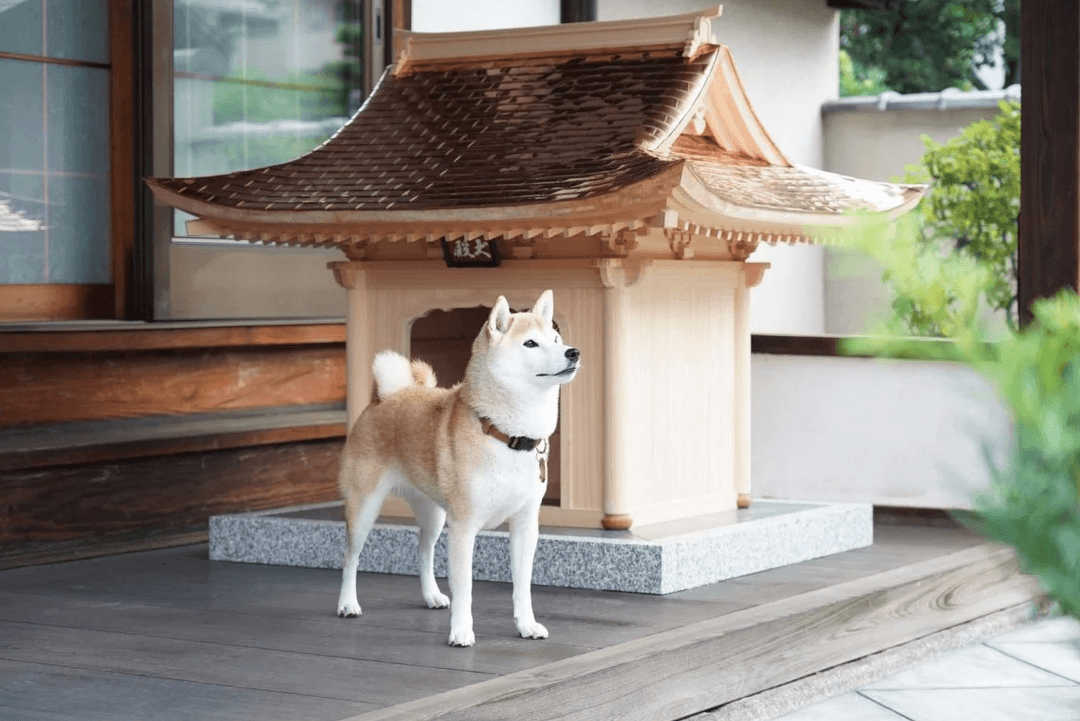 В Японии изготовили собачью будку, которая дороже нового Tesla Model S Plaid