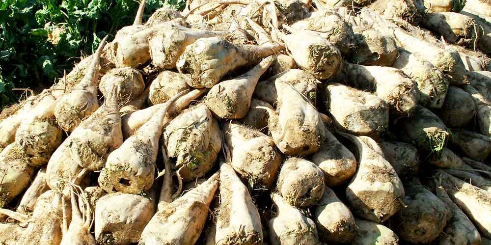 Şu ýyl Maryda 15 müň gektara golaý ýerde gant şugundyry ekiler