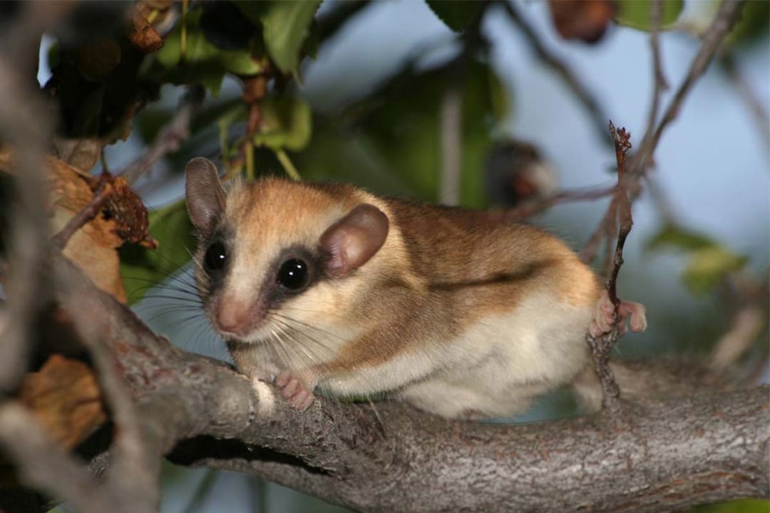 В Туркменистане подвели итоги природоохранной деятельности национальных заповедников