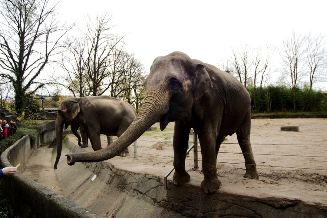 Животные в зоопарке получили подарки от Санты-Клауса