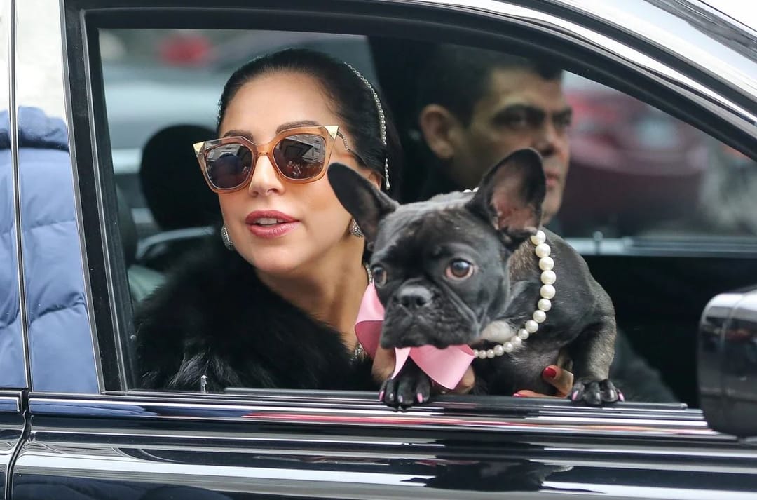 Man, who kidnapped Lady Gaga's dogs gets 21 years in prison