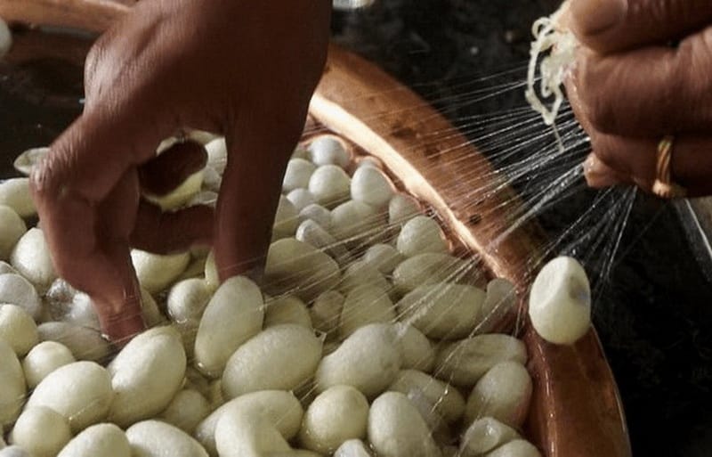 В Лебапе стартовала пора переработки шелковичных коконов