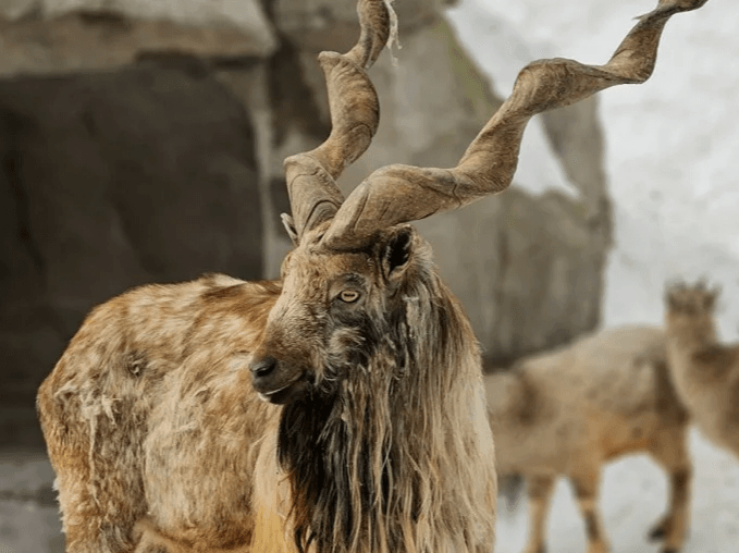 В Туркменистане популяция мархура достигла рекордного показателя