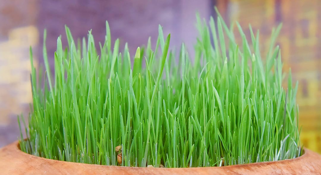 В Ашхабаде состоится заседание Межправительственного координационного совета по вопросам семеноводства СНГ 