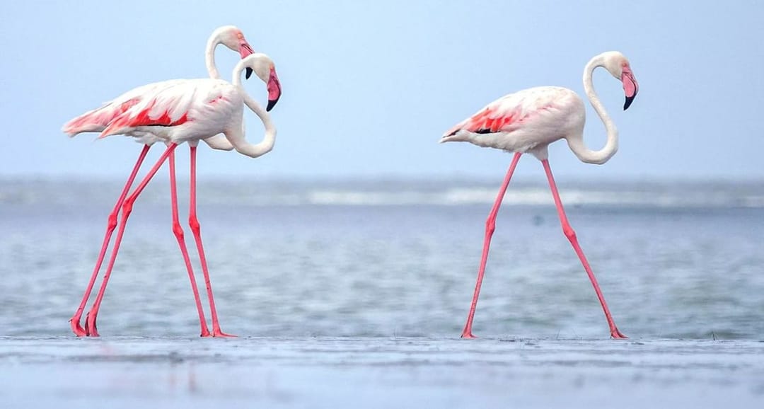 Hazaryň türkmen kenaryna gyzylaýaklar gyşlamak üçin geldi