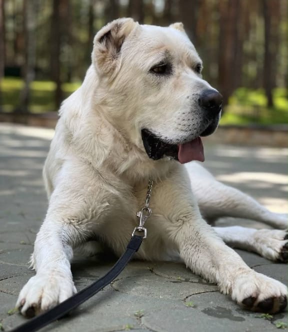 Рустам Минниханов поделился с подписчиками новым фото Акдуса