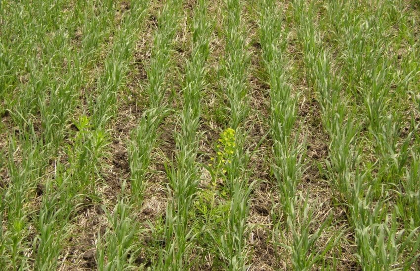 Ячмень в Дашогузском велаяте засеют на 1000 гектаров площадей