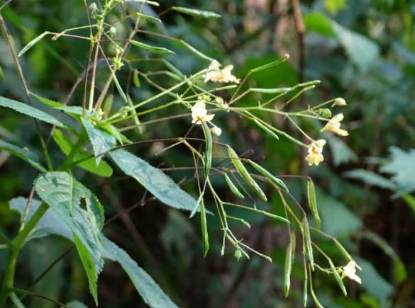 Недотрога Невского встречается в Туркменистане только в горах Койтендага