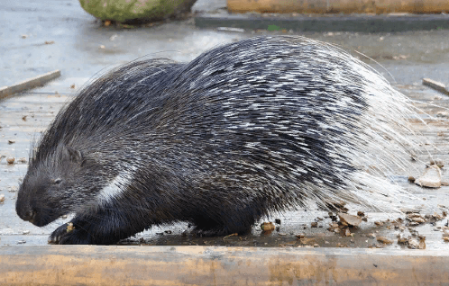 В Туркменистане на свет появился детеныш дикобраза, которого назвали Новруз