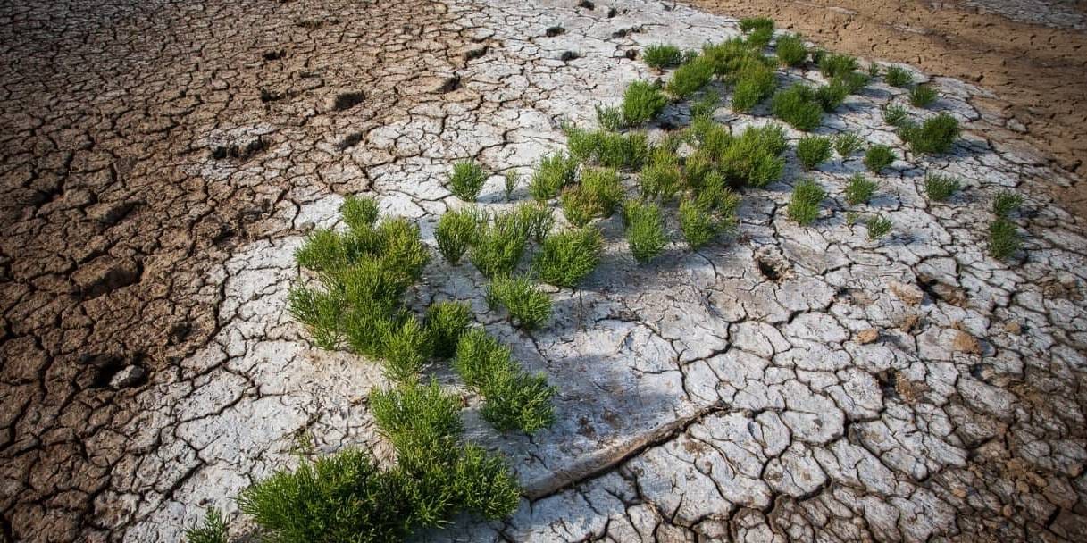 Участники вебинара в Ашхабаде рассмотрели инструменты Глобального почвенного партнерства