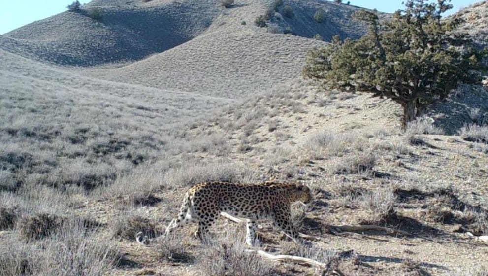 Camera traps in Turkmen reserves: leopard, manul, lynx from the Red Book in the lens