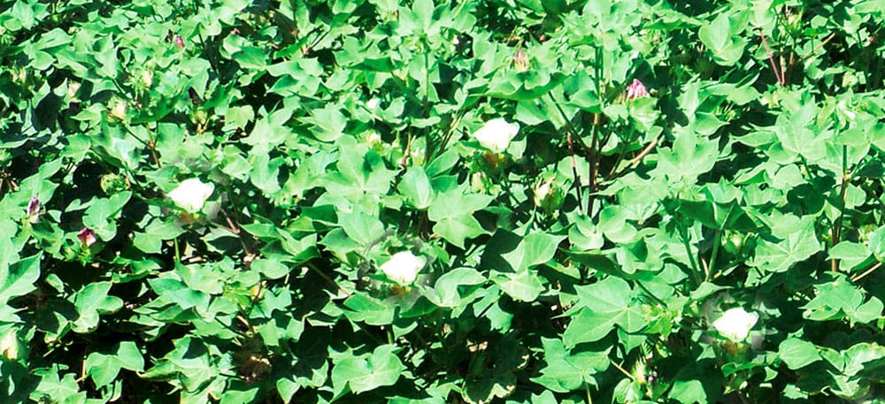 Три биофабрики и 130 биопредприятий Лебапа стоят на страже хлопковых полей