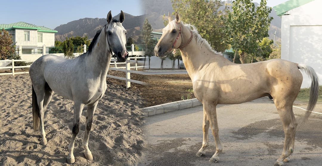 Baýramçylyk çapyşygynyň Baş baýragynyň ýeňijisi haýsy at bolar?
