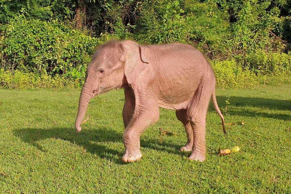 A rare white elephant was born in Myanma