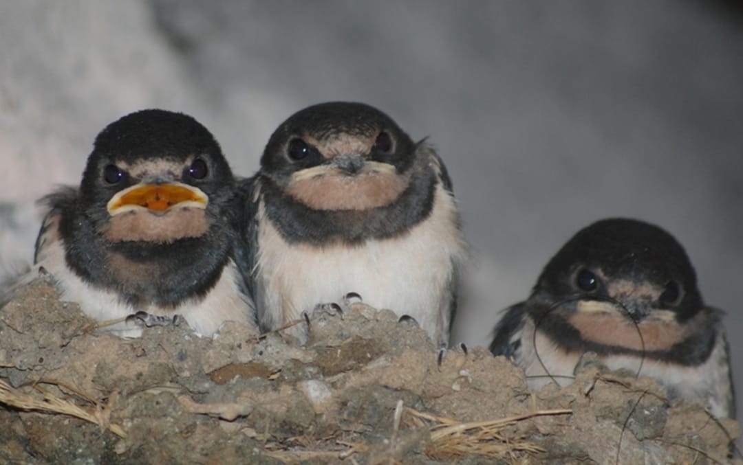 В Хазарском заповеднике Туркменистана отметили Международный день птиц