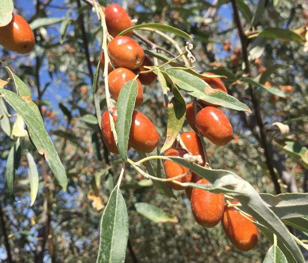 В Туркменистане выдался на редкость хороший урожай плодов джиды