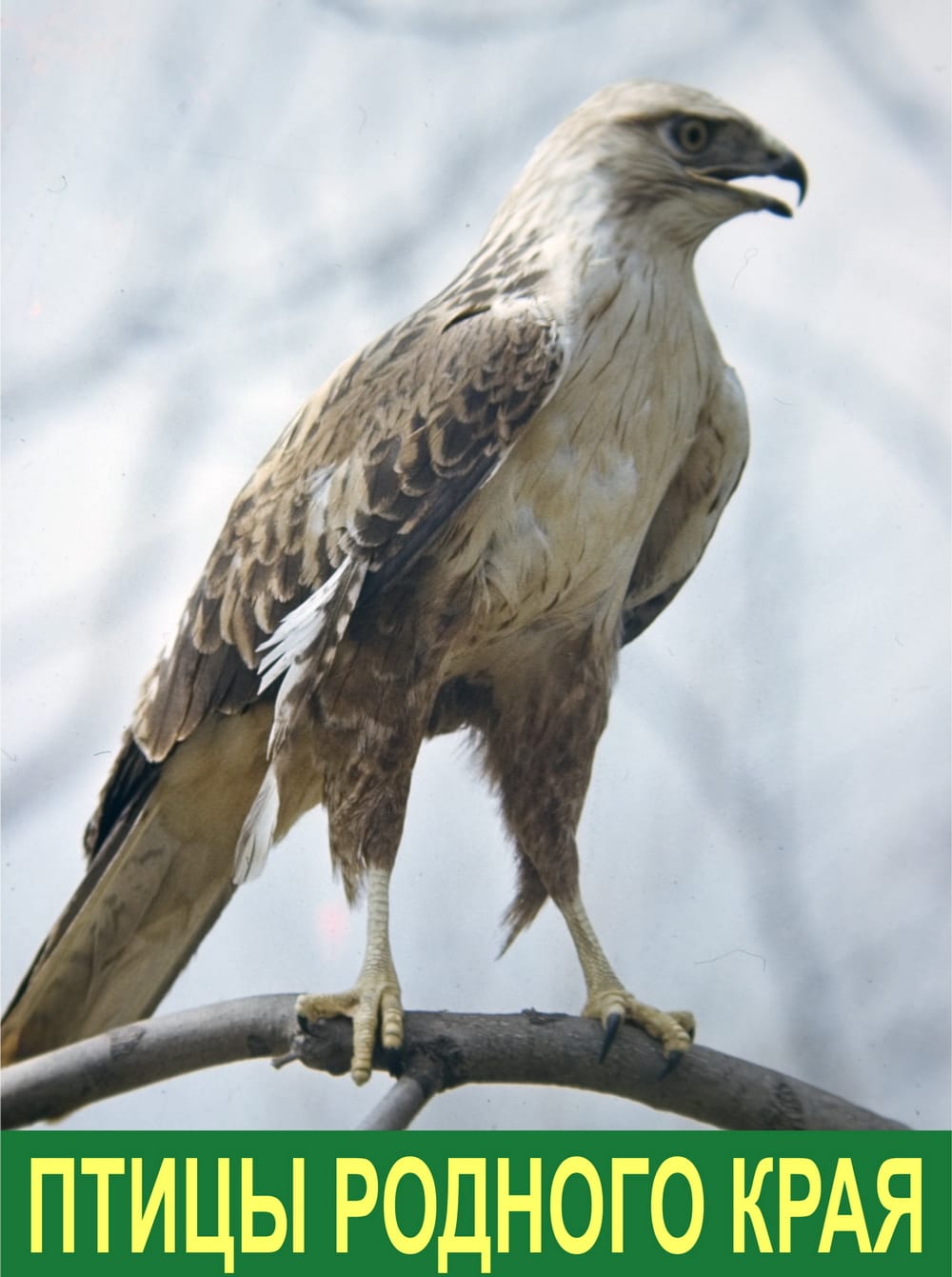 Государственный музей Туркменистана приглашает к участию в конкурсах о птицах родного края