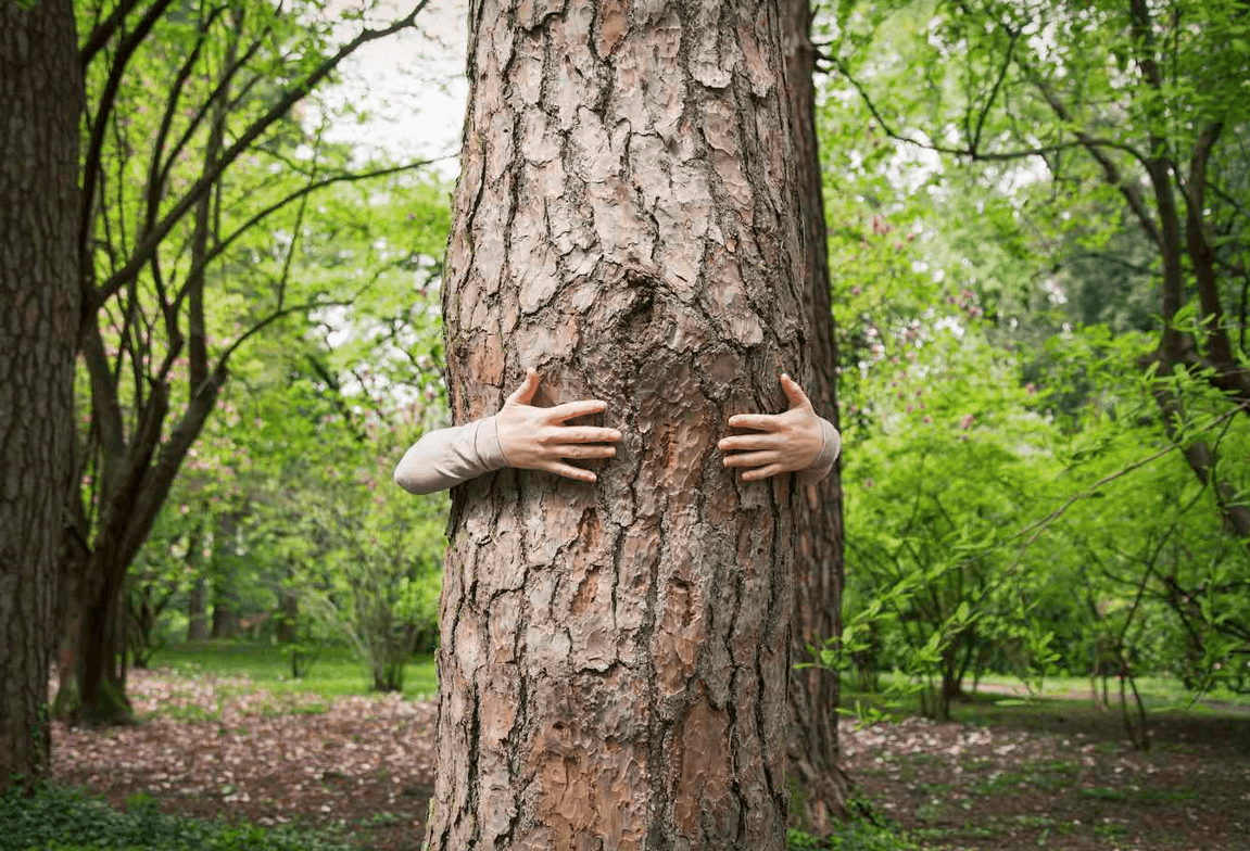 В Финляндии завершился чемпионат по обниманию деревьев
