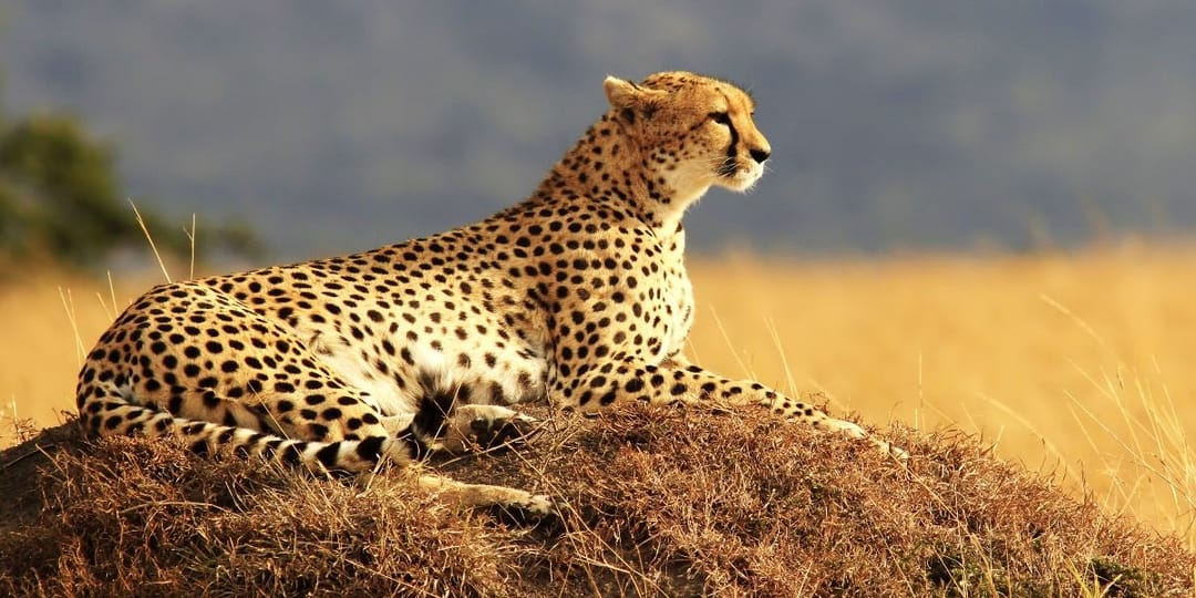 Cheetah protection center opens in Somaliland