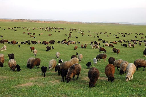 Животноводы Лебапского велаята выполнили план по сохранению поголовья скота