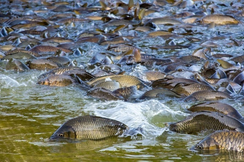 Представители Туркменистана приняли участие в вебинаре по разведению карпа