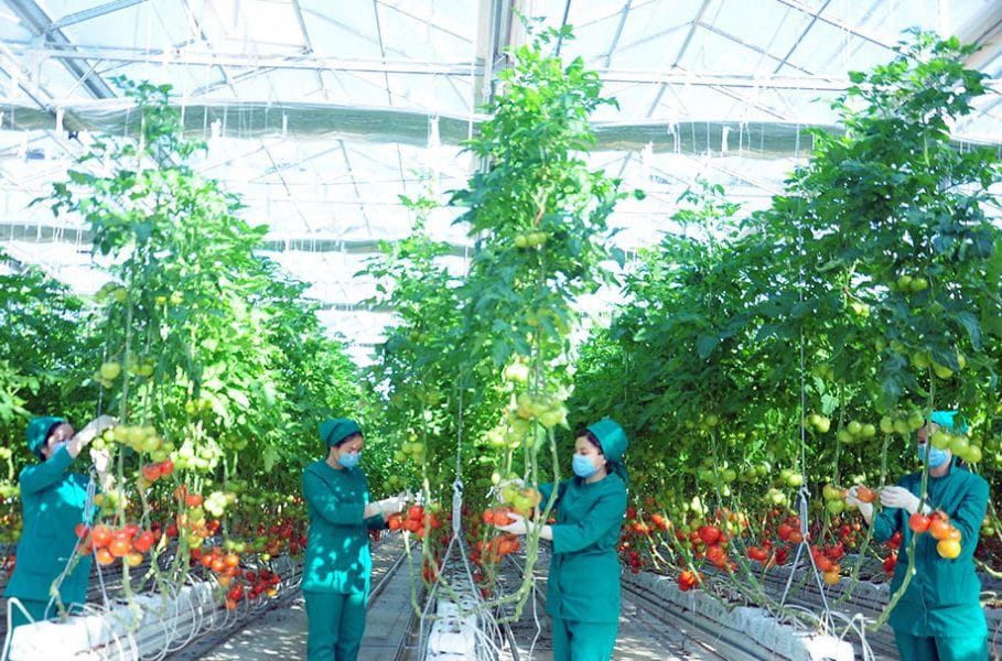 В частных тепличных хозяйствах Туркменистана создано 400 рабочих мест