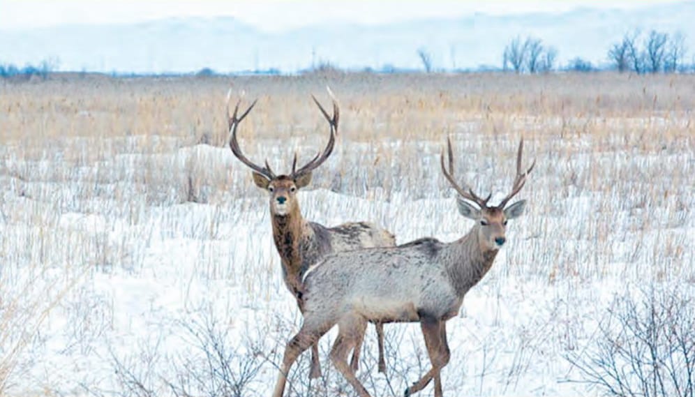 В Туркменистане создадут питомник для сохранения популяции благородного оленя 