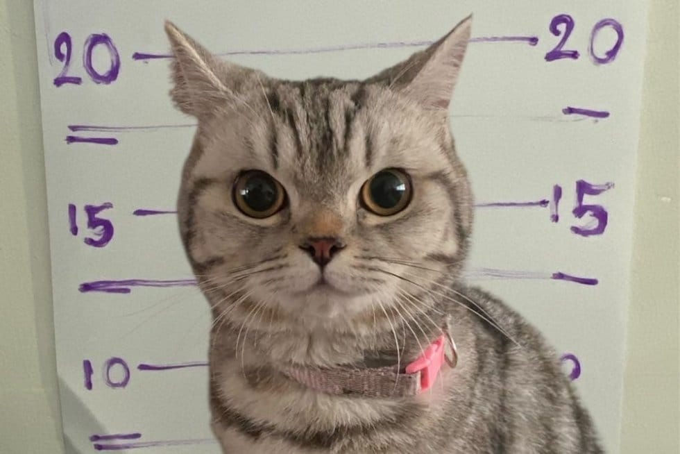 Tayland'da kaybolan kedi, polisi tırmalayınca 'tutuklandı'