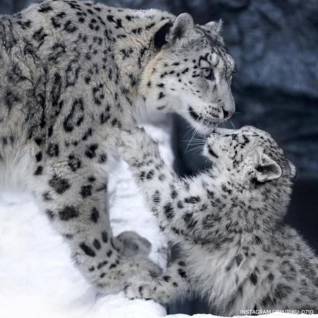The snow leopard becomes a symbol of Kyrgyzstan