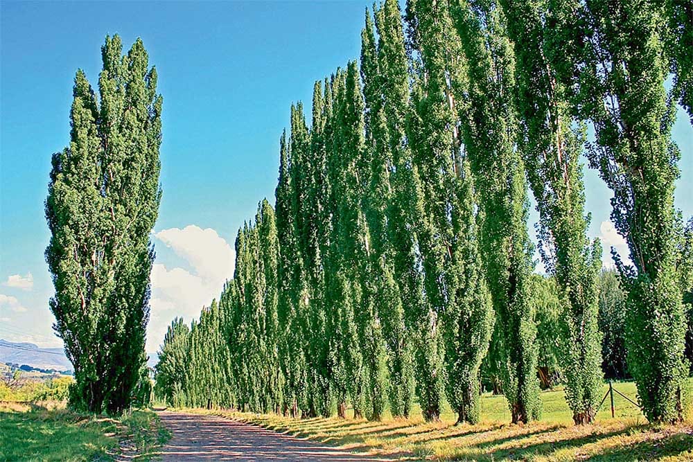 В Дашогузе выросла своя «тополиная роща»