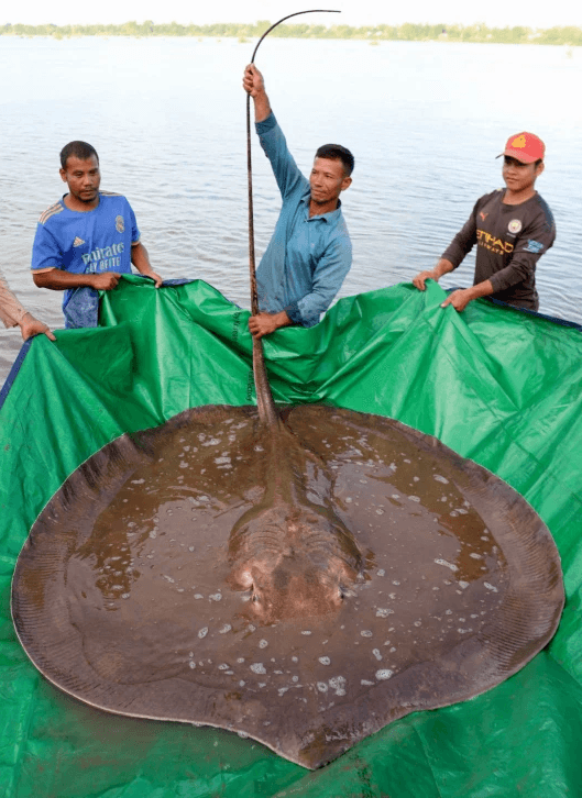 Stingray weighing over 180 kilograms caught in Cambodia