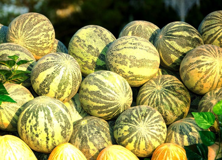 Праздник туркменской дыни украсит торжества в честь 30 дней до начала Азиады-2017