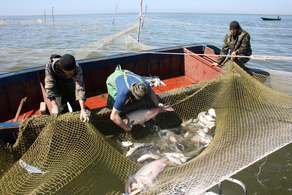Прикаспийские государства будут совместно бороться с браконьерством