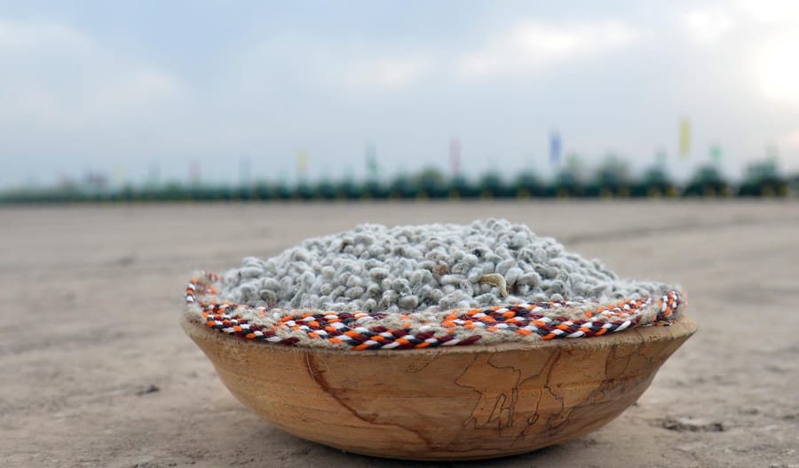 Türkmenistanda gowaça ekişine badalga berildi