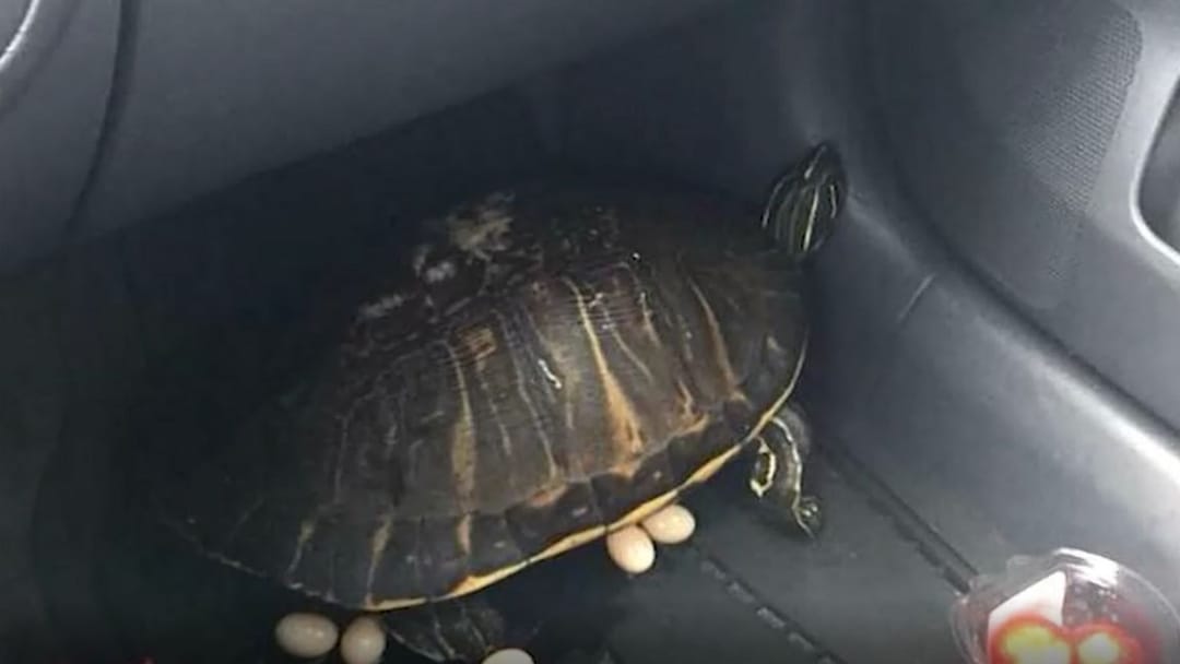 Ýolagçylaryň taksilerde unudýan geň zatlary sanaldy