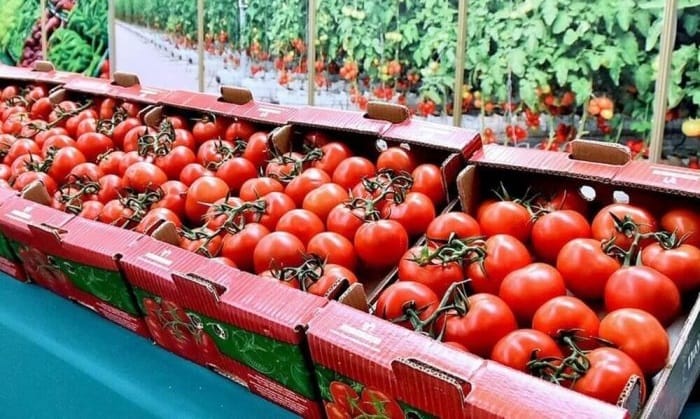 Türkmenistan ýylyň başyndan bäri rus bazaryna 30 müň tonna golaý pomidor eksport etdi
