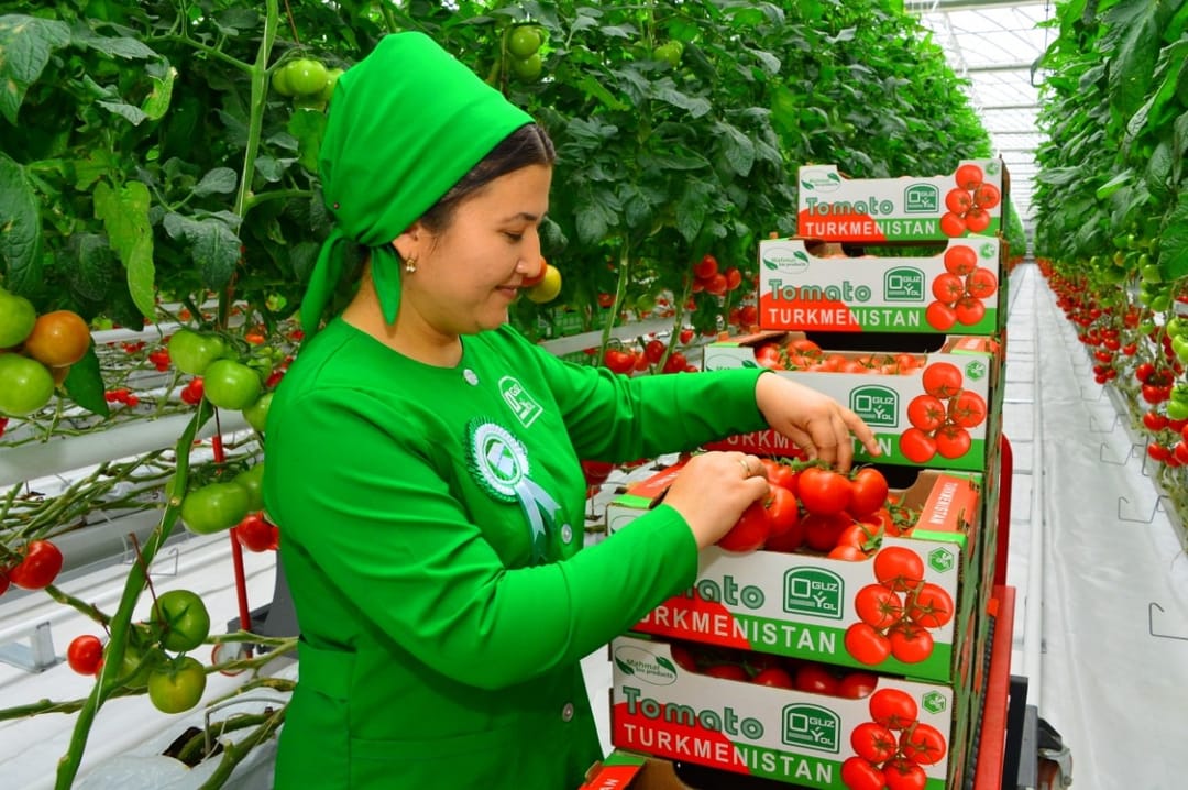 Supplies of Turkmen tomatoes to Kyrgyzstan increased by 23%